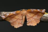 Apeira syringaria