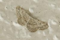 Idaea seriata