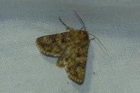 Anarta pugnax