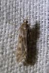 Eudonia angustea