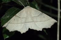 Gerinia honoraria