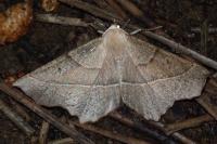 Gerinia honoraria