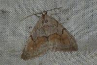 Pennithera ulicata