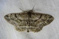 Peribatodes rhomboidaria rhomboidaria