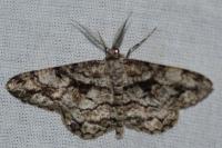 Peribatodes umbraria umbraria