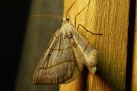 Scotopteryx luridata/mucronata