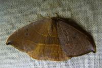 Watsonalla uncinula