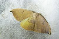 Watsonalla uncinula