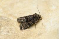 Oligia latruncula