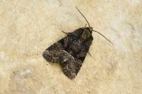 Oligia latruncula