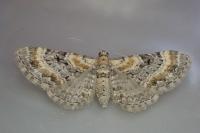 Eupithecia pyreneata