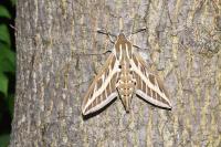 Hyles livornica