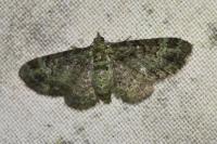 Pasiphila rectangulata