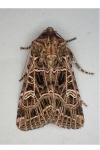 Sideridis reticulata