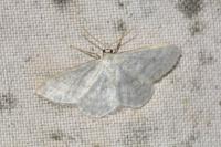 Idaea subsericeata