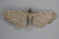 Eupithecia plumbeolata