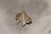Macaria alternata