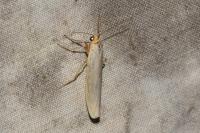Eilema caniola
