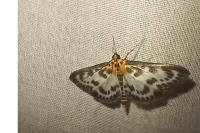 Anania hortulata
