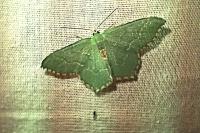 Hemithea aestivaria