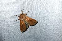 Mythimna albipuncta