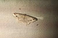 Macaria notata