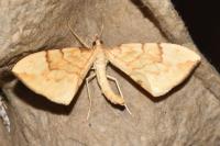Gandaritis pyraliata