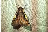Xestia c-nigrum