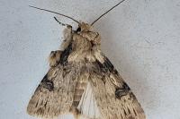 Agrotis puta