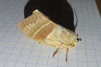Macrothylacia rubi