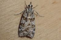 Scoparia pyralella