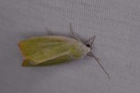 Earias clorana