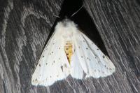 Spilosoma lubricipeda