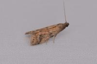 Ephestia
