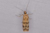 Homoeosoma sinuella