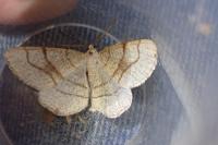 Adactylotis contaminaria