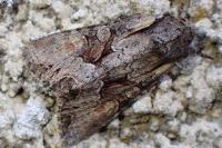 Lacanobia w-latinum