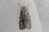 Lithophane ornitopus