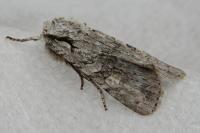 Lithophane ornitopus