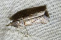Acrobasis obliqua