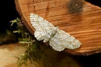 Ectropis crepuscularia