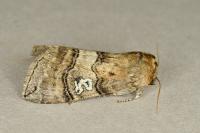 Tethea ocularis