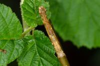 Ectropis crepuscularia
