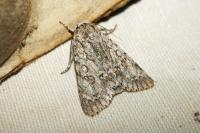 Acronicta aceris