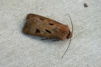 Agrotis exclamationis exclamationis