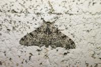 Biston betularia