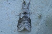 Calliteara pudibunda