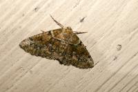 Cleorodes lichenaria