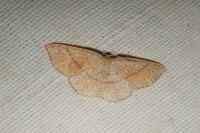 Cyclophora punctaria