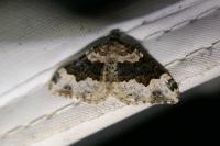 Epirrhoe galiata
